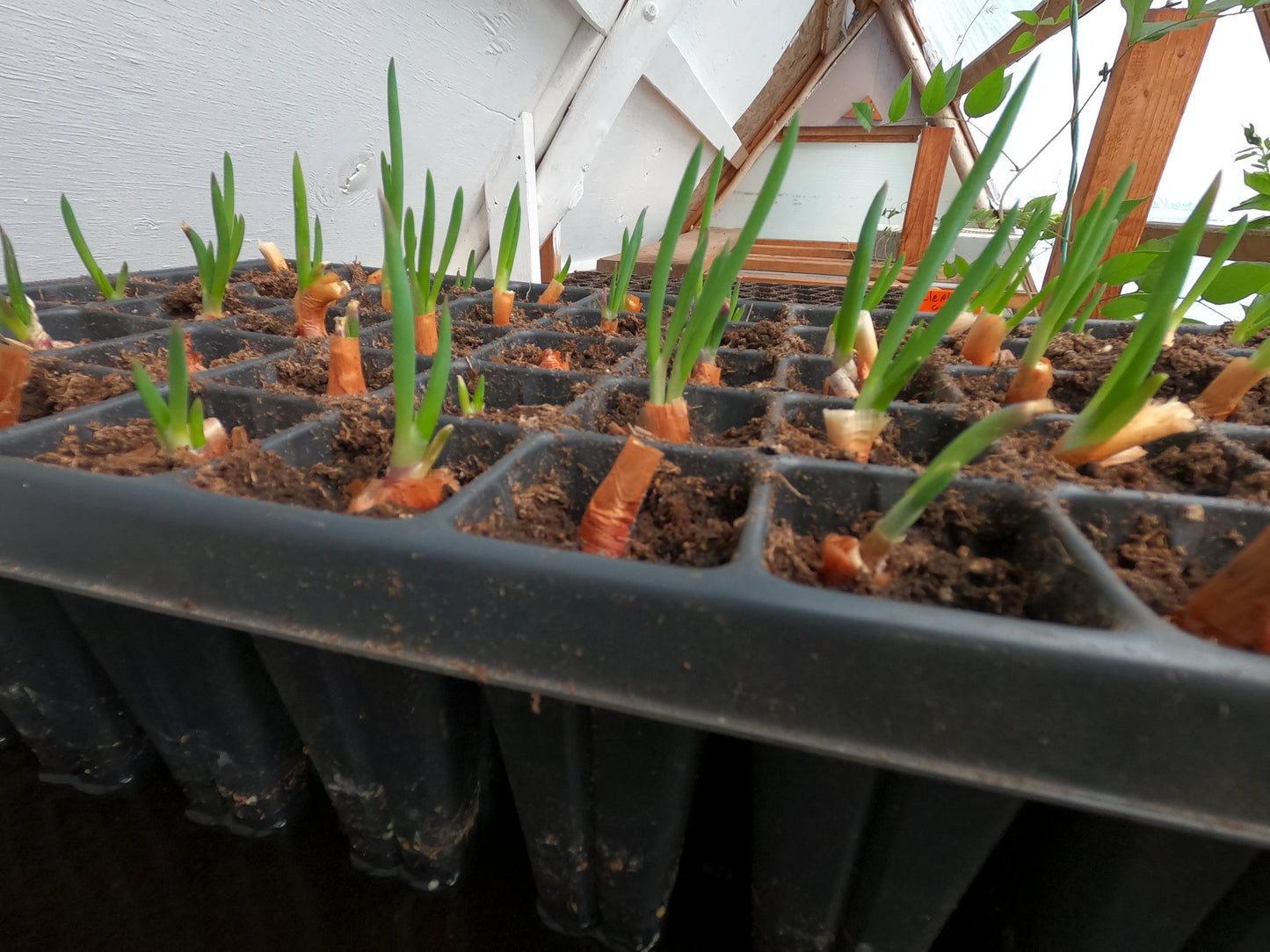 Egyptian Walking Onion Plant Plants - Heirloom Perennial, Easy to Grow, Organic Tree Onion Multiplier Plant In the Fall! (Copy)