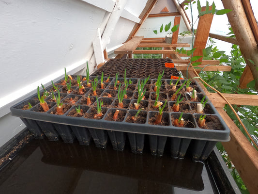 Egyptian Walking Onion Plant Plants - Heirloom Perennial, Easy to Grow, Organic Tree Onion Multiplier Plant In the Fall!