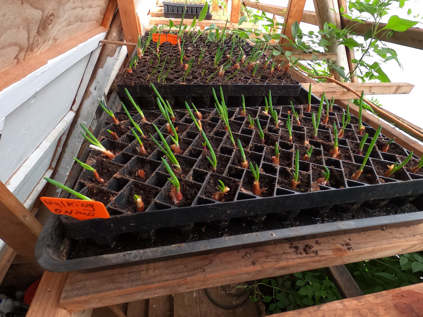 Egyptian Walking Onion Plant Plants - Heirloom Perennial, Easy to Grow, Organic Tree Onion Multiplier Plant In the Fall! (Copy)