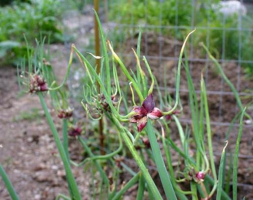 20 Egyptian Walking Onions Topset Bulbs Bulbils Bulblets- Heirloom Perennial, Easy to Grow, Organic Tree Onion Multiplier Plant In the Fall!