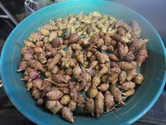 Jerusalem Artichoke Grab Bag of Various Sunchoke Varieties - Small SEED Tubers (Organic)