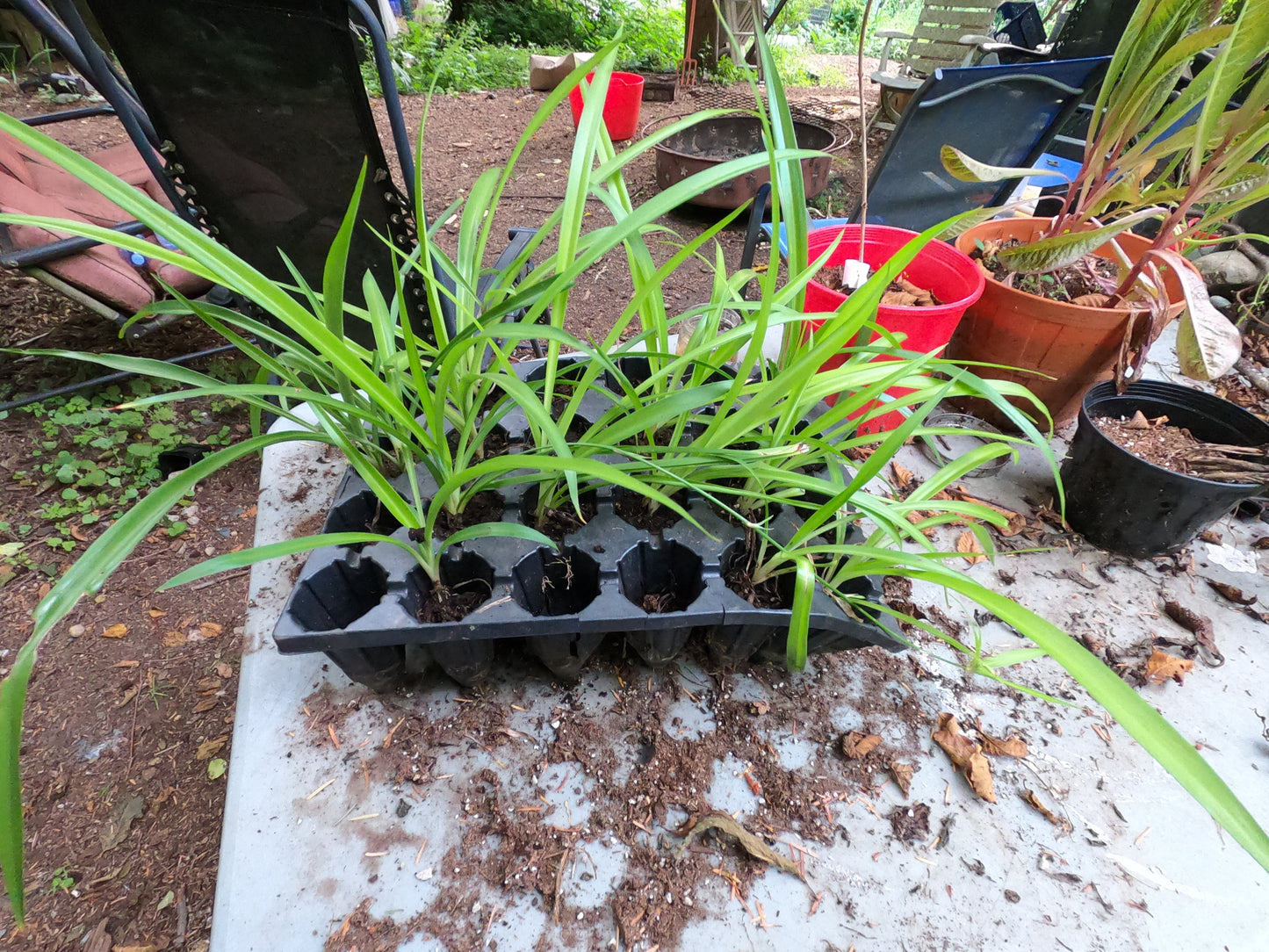 Healthy Organic Spider Plants for Sale - Easy-Care Houseplants! Fresh Air!