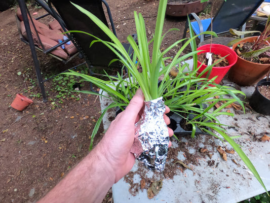Healthy Organic Spider Plants for Sale - Easy-Care Houseplants! Fresh Air!
