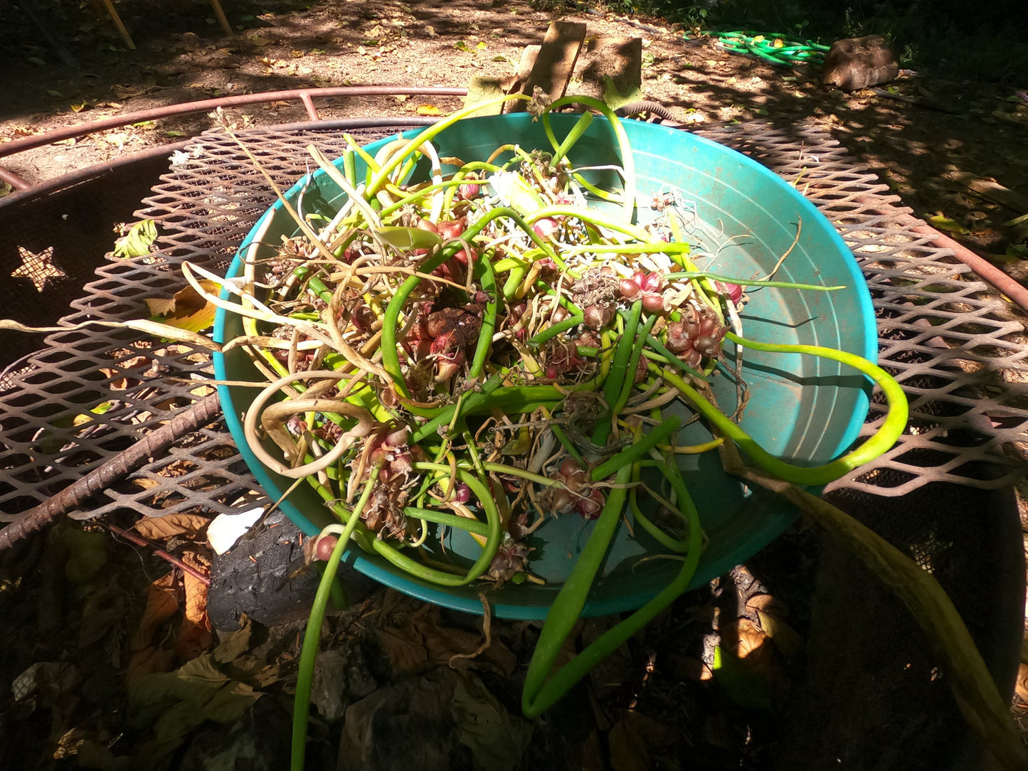 20 Egyptian Walking Onions Topset Bulbs Bulbils Bulblets- Heirloom Perennial, Easy to Grow, Organic Tree Onion Multiplier Plant In the Fall!