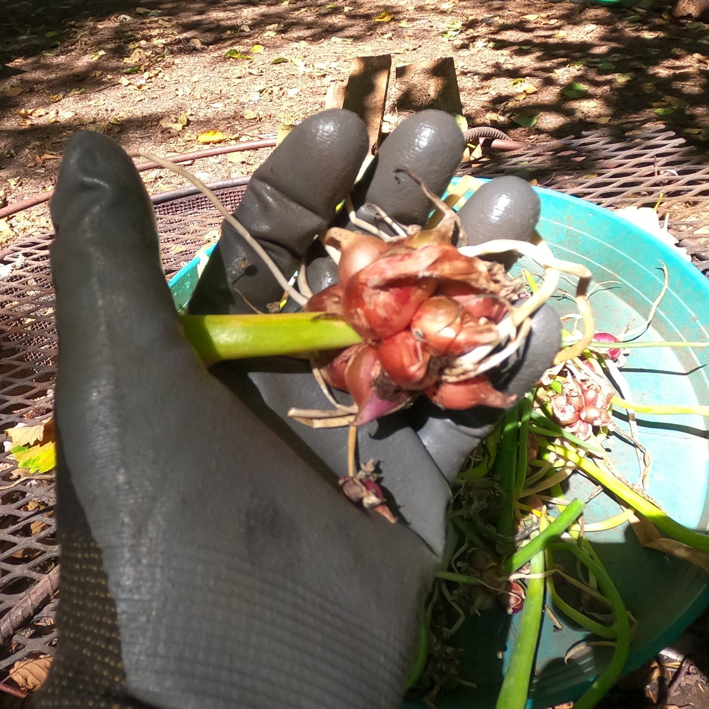 20 Egyptian Walking Onions Topset Bulbs Bulbils Bulblets- Heirloom Perennial, Easy to Grow, Organic Tree Onion Multiplier Plant In the Fall!