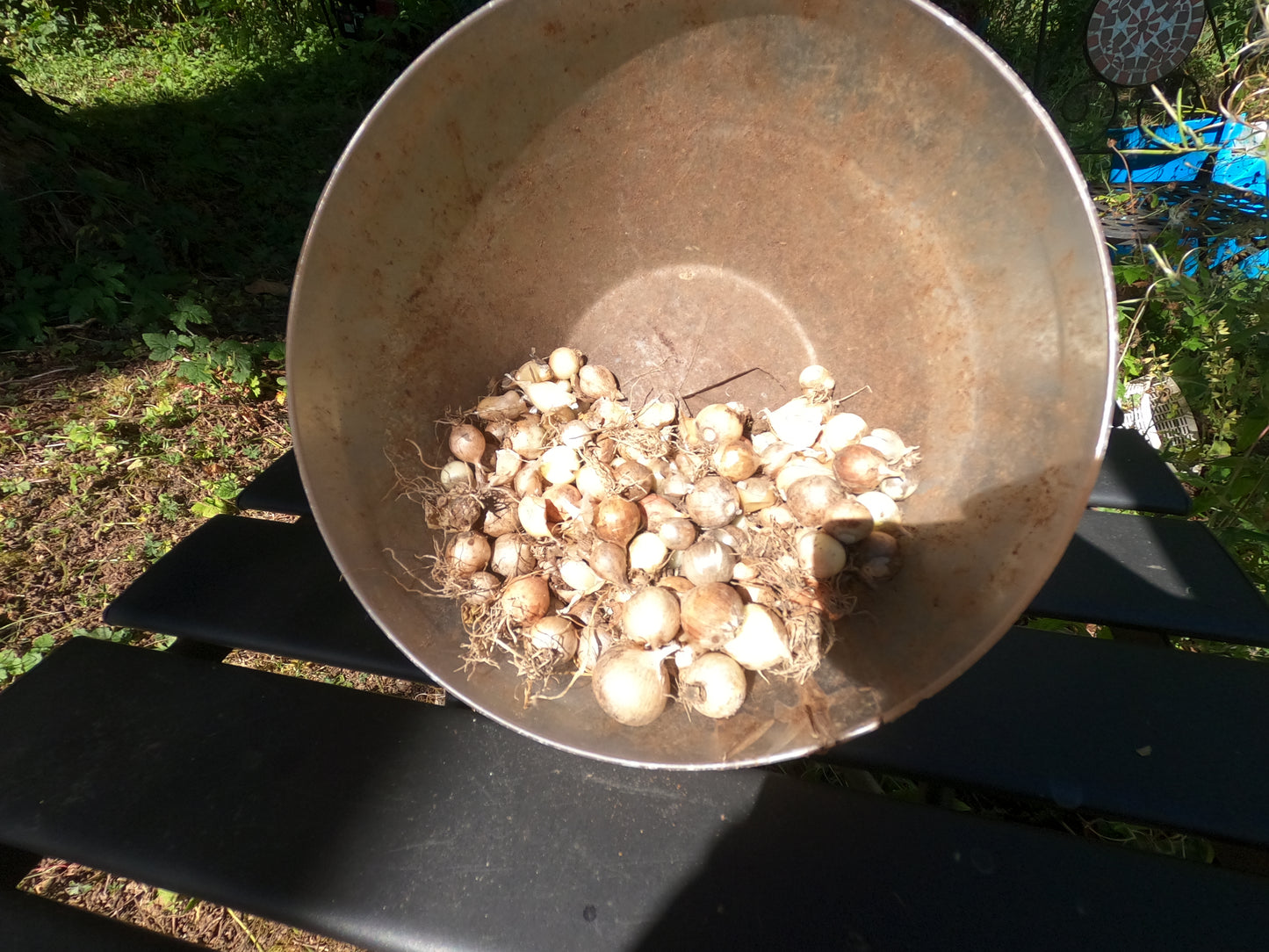 20 Hardneck Seed Garlic seeds - Bulbs - 'Rocambole' Variety, Heirloom, Organic, Perfect for Fall Planting - Harvest next summer.