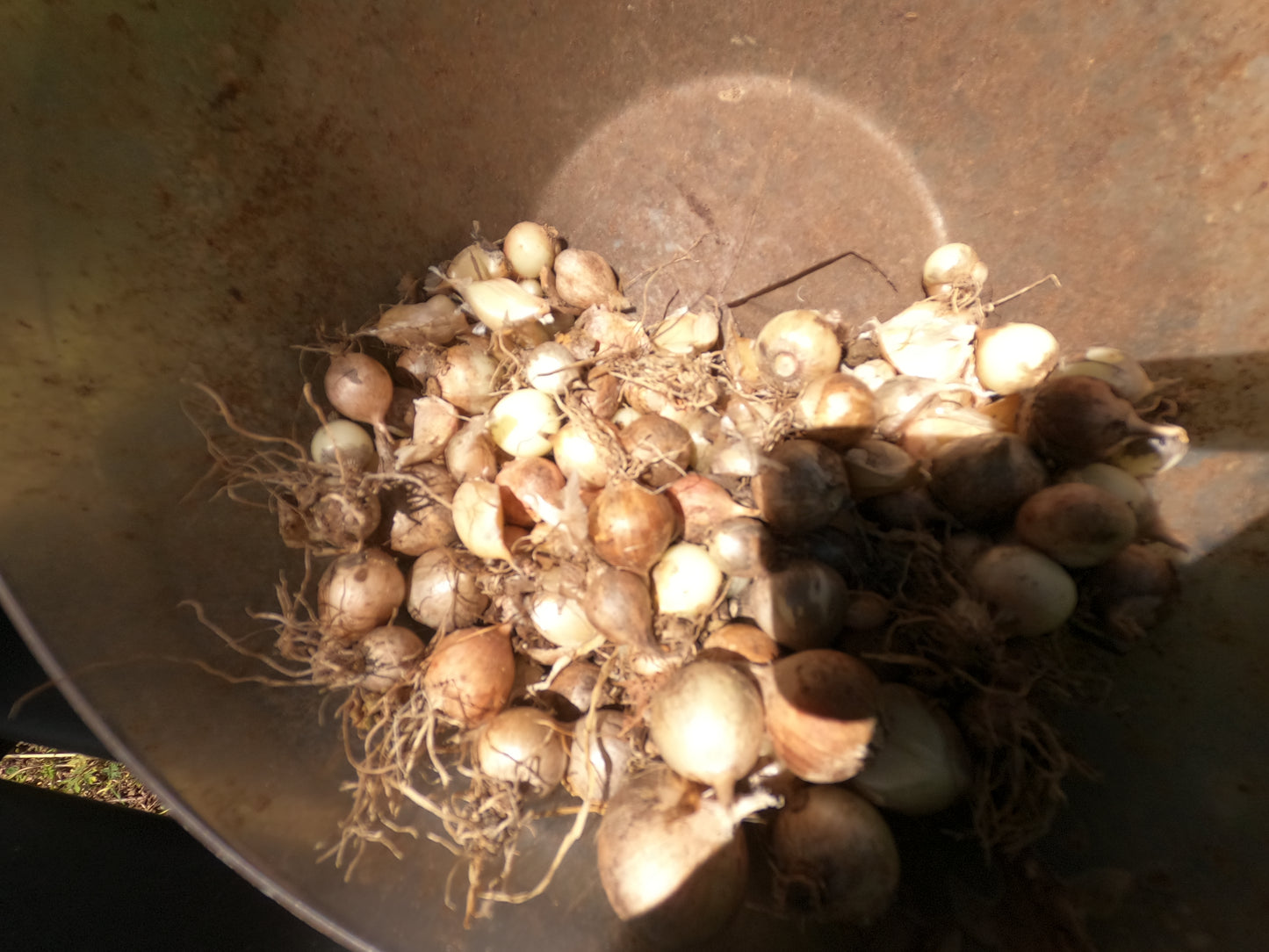 20 Hardneck Seed Garlic seeds - Bulbs - 'Rocambole' Variety, Heirloom, Organic, Perfect for Fall Planting - Harvest next summer.