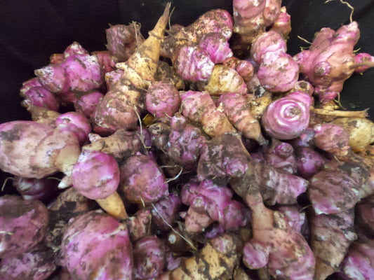 Beaver Valley Purple Sunchokes - Rare Organic Heirloom Variety for Planting/Eating - 1 lb