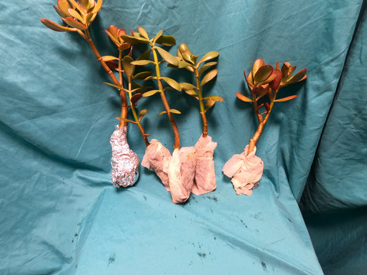 Beautiful Jade Plant (Crassula Ovata)–Healthy, Low-Maintenance Succulent Houseplant