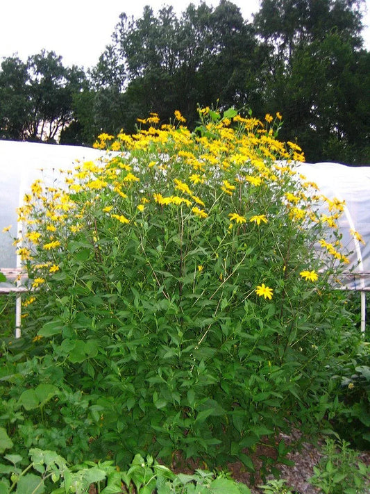 Sunchoke - Variety Chinese Long - 1 LB. - Helianthus tuberosa - Sunroot - Jerusalem Artichoke Tubers for Planting or Eating