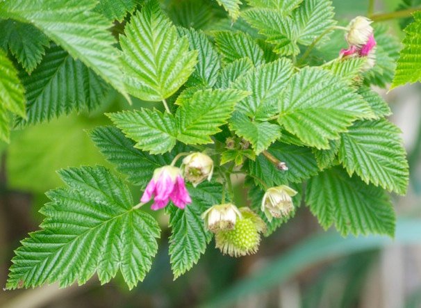 Salmonberry Bush - 1 Bare Root Plant - Rubus spectabilis - Salmonberries - Bitcoin accepted here!