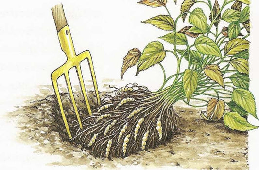 Crosnes Tubers - Stachys affinis, the Chinese artichoke, crosne, or chorogi - Delicious - Crunchy - Easy to Grow