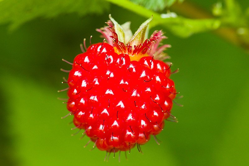 Salmonberry Bush - 1 Bare Root Plant - Rubus spectabilis - Salmonberries - Bitcoin accepted here!