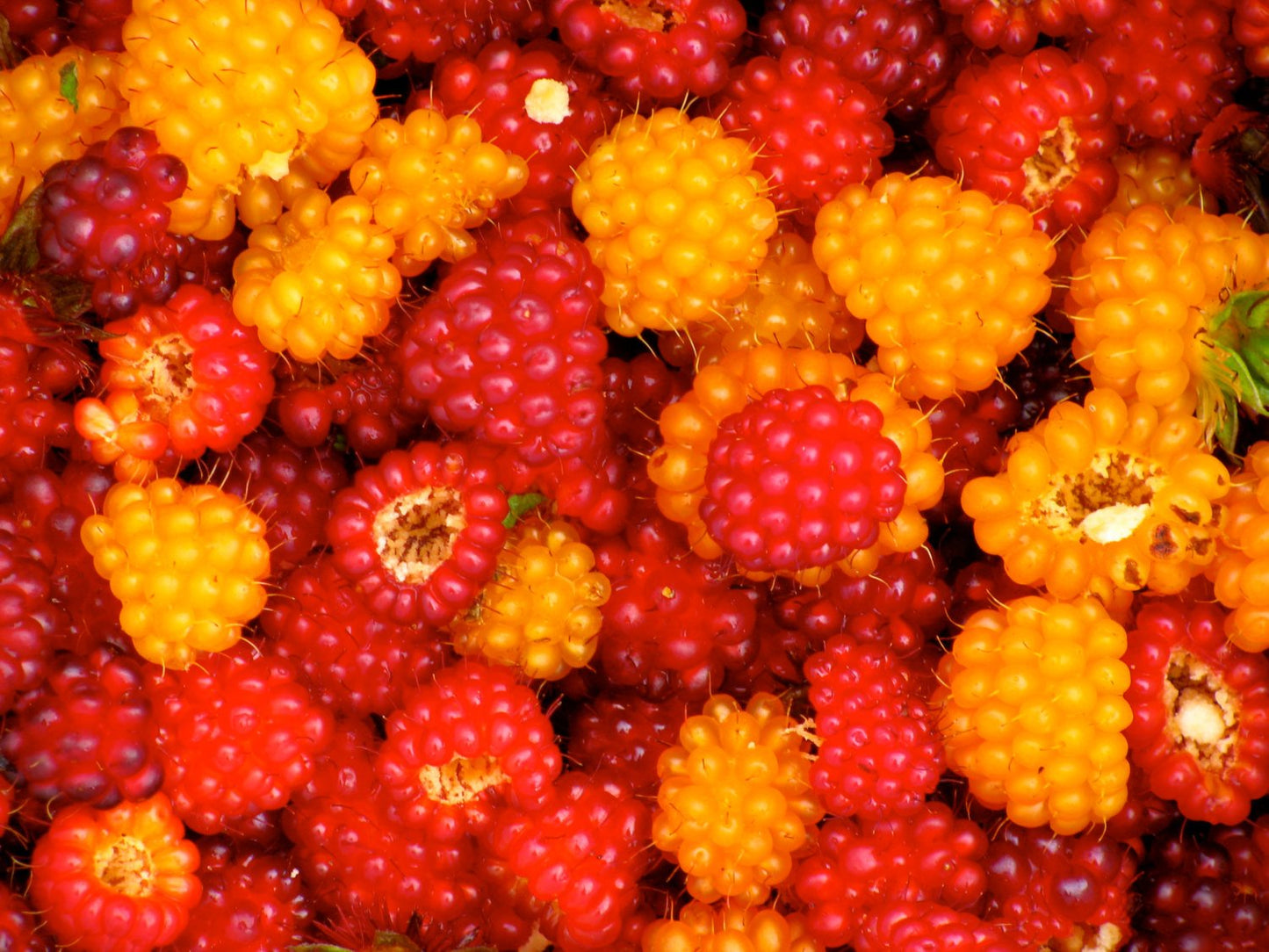 Salmonberry Bush - 1 Bare Root Plant - Rubus spectabilis - Salmonberries - Bitcoin accepted here!