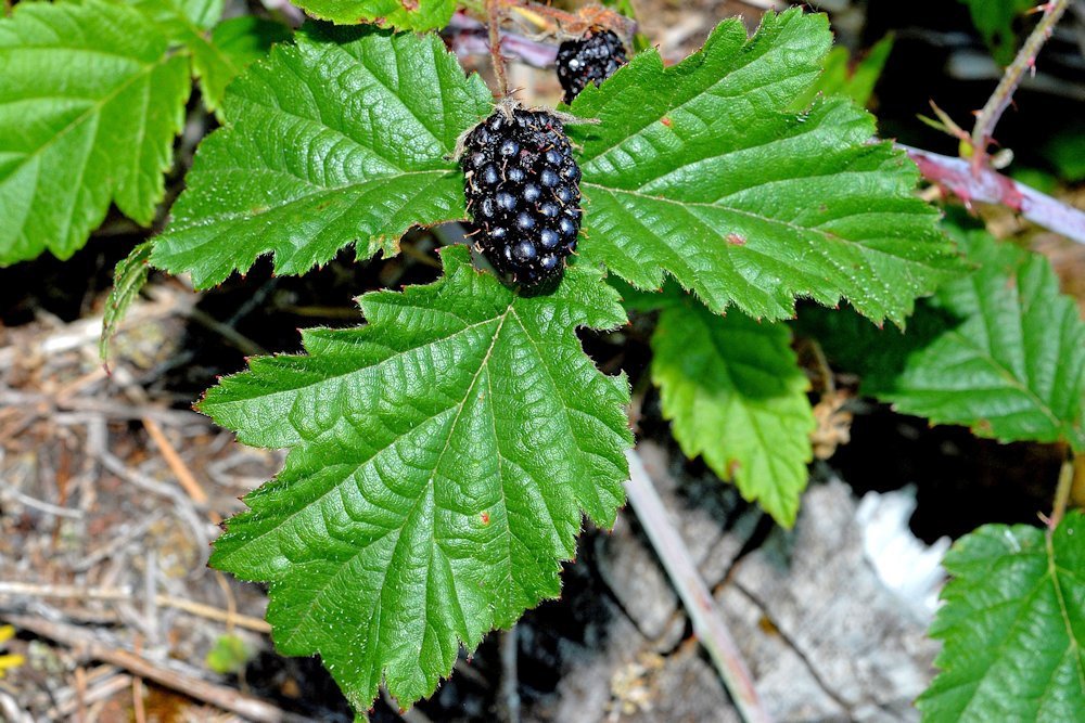 Trailing Pacific Blackberry - Rubus ursinus - 1 Bare Root Plant - Blackberries -- Bitcoin accepted!