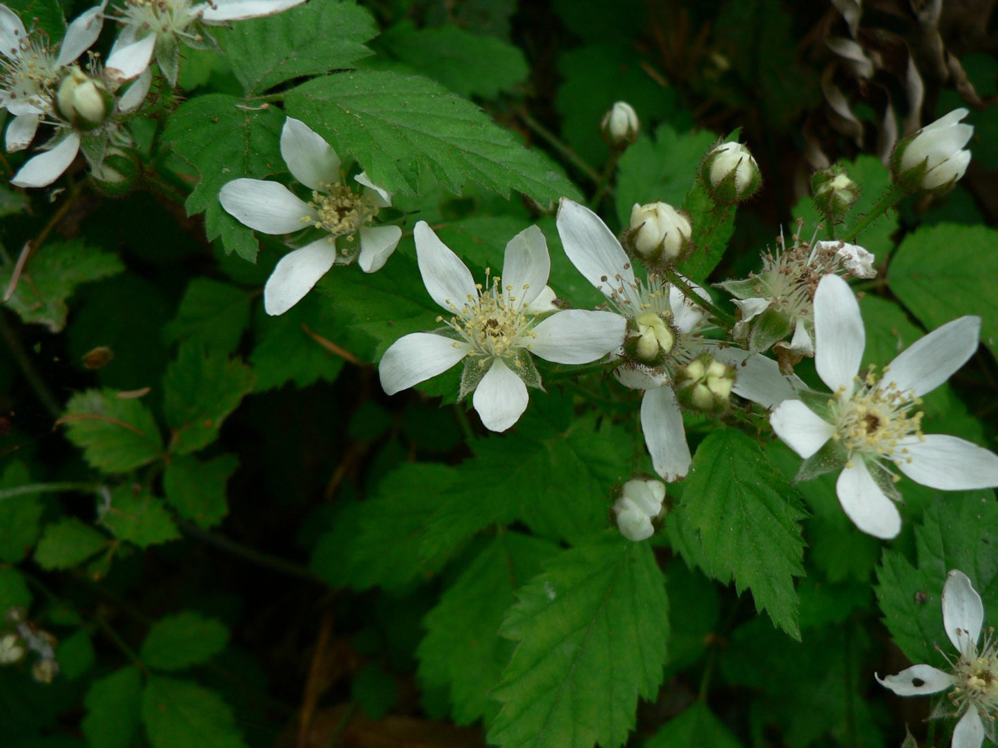 Trailing Pacific Blackberry - Rubus ursinus - 1 Bare Root Plant - Blackberries -- Bitcoin accepted!