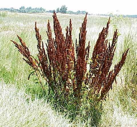 Curly Dock - Yellow Dock - Rumex crispus - Live Plant - Organically grown by Yumheart Gardens - Bitcoin accepted!