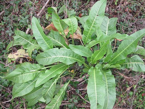 Curly Dock - Yellow Dock - Rumex crispus - Live Plant - Organically grown by Yumheart Gardens - Bitcoin accepted!