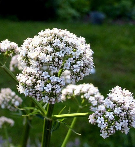 1 Live Valerian Plant - (Valeriana officinalis) - Easy to Grow - Fragrant - Flowers - Medicinal