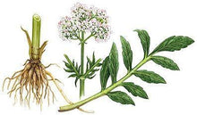 1 Live Valerian Plant - (Valeriana officinalis) - Easy to Grow - Fragrant - Flowers - Medicinal