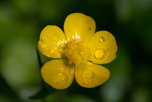 Creeping Buttercup Plant (Ranunculus repens) - Beautiful yellow flowers