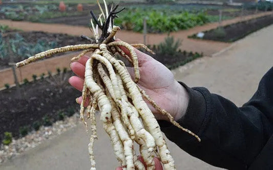 100+ Organic Skirret Seeds (Sium sisarum) – Rare Heirloom Root Vegetable – Sweet, Crunchy, Perennial – Fresh - USA Grown