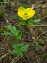 Creeping Buttercup Plant (Ranunculus repens) - Beautiful yellow flowers