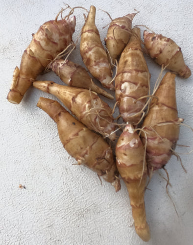 Sunchoke - Variety Chinese Long - 1 LB. - Helianthus tuberosa - Sunroot - Jerusalem Artichoke Tubers for Planting or Eating