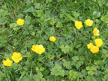 Creeping Buttercup Plant (Ranunculus repens) - Beautiful yellow flowers