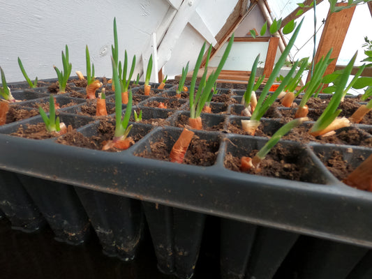 Egyptian Walking Onion Plant Plants - Heirloom Perennial, Easy to Grow, Organic Tree Onion Multiplier Plant In the Fall! (Copy)