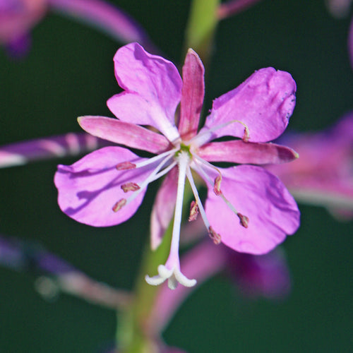 Fireweed Starter Plants (Chamaenerion angustifolium) Flowers / Food / Erosion Control