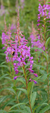 Fireweed Starter Plants (Chamaenerion angustifolium) Flowers / Food / Erosion Control