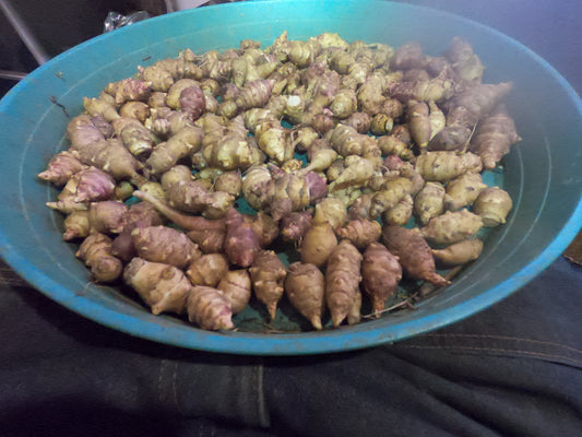 Jerusalem Artichoke Grab Bag of Various Sunchoke Varieties - Small SEED Tubers (Organic)