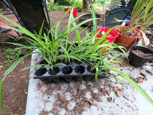 Healthy Organic Spider Plants for Sale - Easy-Care Houseplants! Fresh Air!