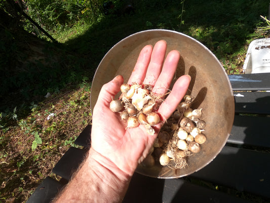 20 Hardneck Seed Garlic seeds - Bulbs - 'Rocambole' Variety, Heirloom, Organic, Perfect for Fall Planting - Harvest next summer.