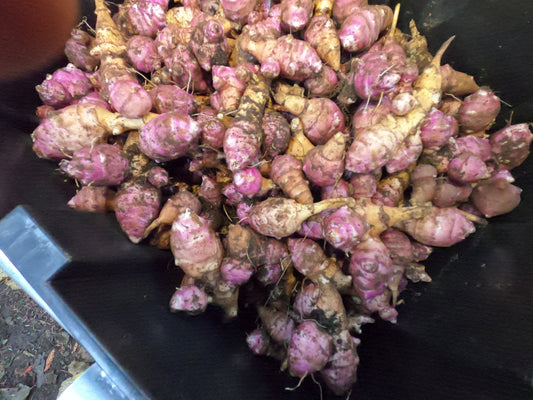 Beaver Valley Purple Sunchokes - Rare Organic Heirloom Variety for Planting/Eating - 1 lb