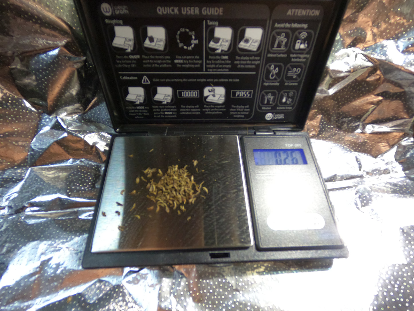 100+ Organic Skirret Seeds (Sium sisarum) – Rare Heirloom Root Vegetable – Sweet, Crunchy, Perennial – Fresh - USA Grown