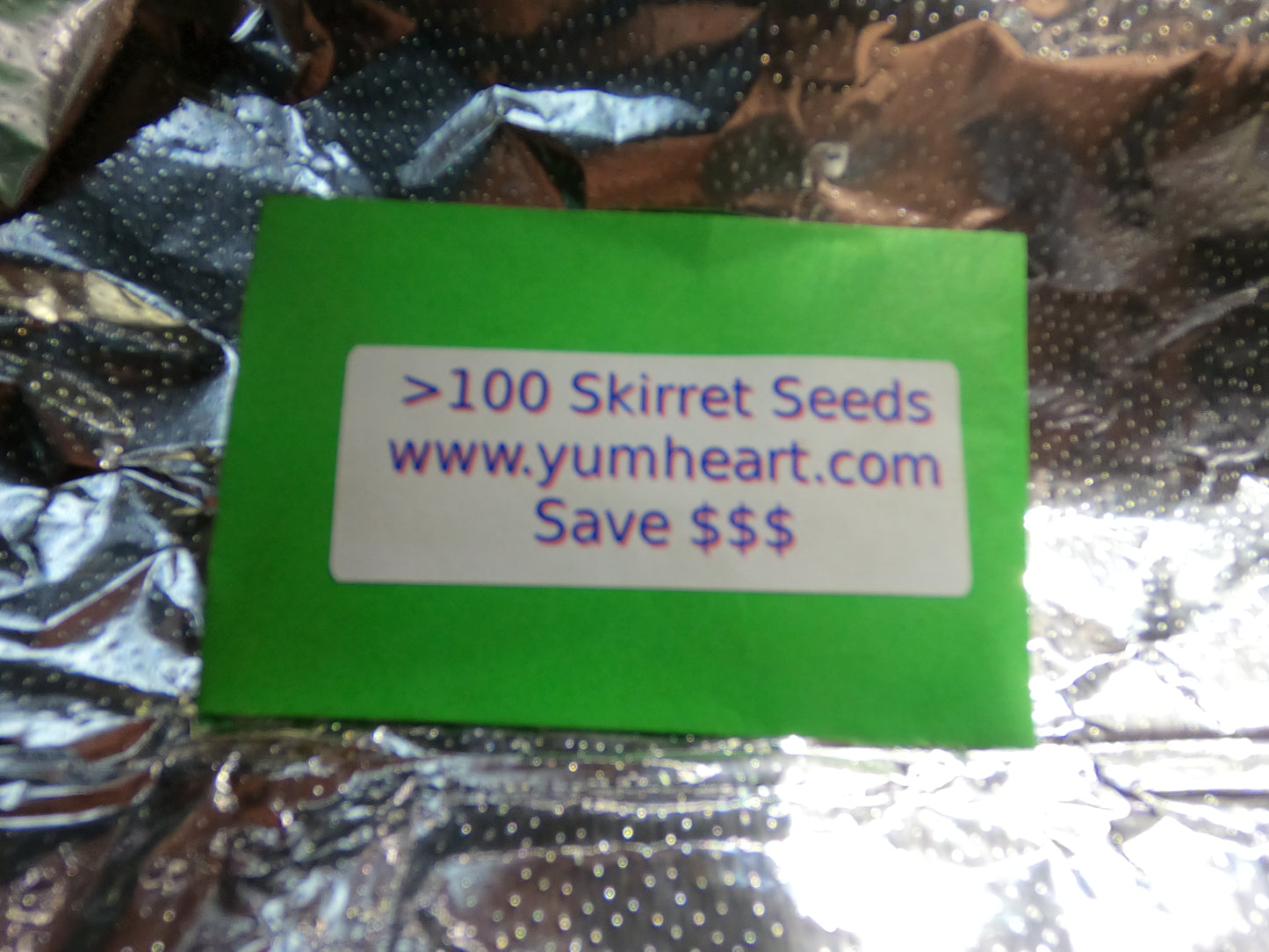 100+ Organic Skirret Seeds (Sium sisarum) – Rare Heirloom Root Vegetable – Sweet, Crunchy, Perennial – Fresh - USA Grown