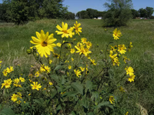 Jerusalem Artichoke Grab Bag: an assortment of individual tubers of our currently available varieties