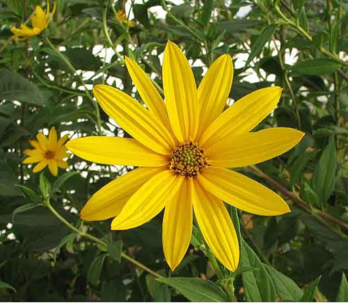 Jerusalem Artichoke Grab Bag: an assortment of individual tubers of our currently available varieties