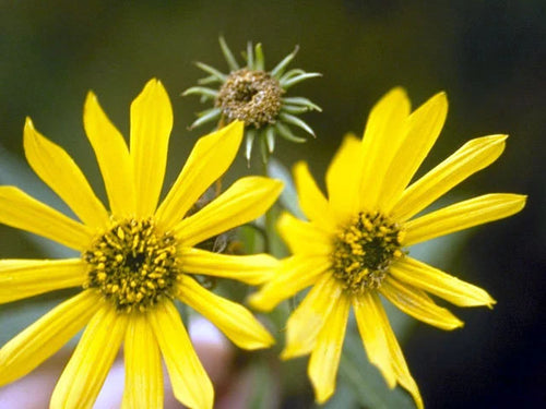 Paleleaf Woodland Sunflower - Sunchoke - Helianthus strumosus - Individual Tubers