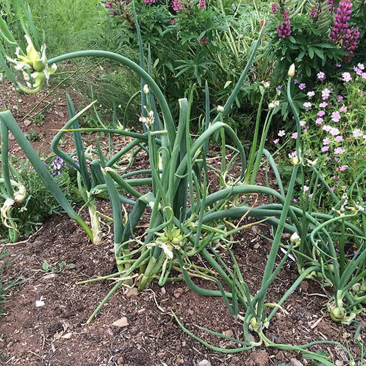 20 Egyptian Walking Onions Topset Bulbs Bulbils Bulblets- Heirloom Perennial, Easy to Grow, Organic Tree Onion Multiplier Plant In the Fall!