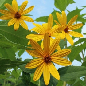 Jerusalem Artichoke EARLY Dwarf Sunray Variety - Organic Sunchoke Sunroot Individual Tubers for planting or eating