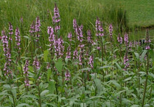 Marsh Woundwort Tubers - Stachys palustris - AKA Marsh Hedgenettle Hedge Nettle - Organic