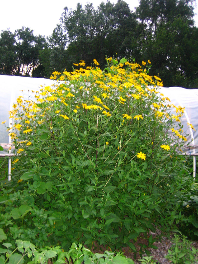 Buy the LB - Sunchoke - Variety Pink Crispy - Helianthus tuberosa - Sunroot - Jerusalem Artichoke Tubers for Planting or Eating