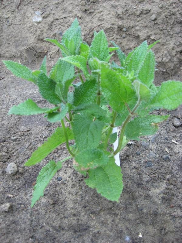 Crosnes Tubers - Stachys affinis, the Chinese artichoke, crosne, or chorogi - Delicious - Crunchy - Easy to Grow