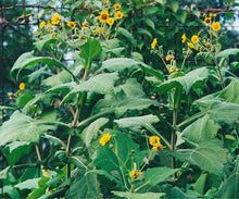 Individual Yacon Storage Tubers for Eating Or Cooking - Sweet Fruit-Like Veg.-AKA Peruvian ground apple-pear strawberry jicama Bolivian sunroot llacon sweet-root