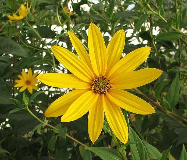 Jerusalem Artichoke Variety: Beaver Valley Purple - Organic Individual Tubers For Planting - AKA Sunchokes, Sunroot or Jerusalem Artichokes