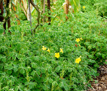 Oca Tubers - Oxalis tuberosa - New Zealand Yam