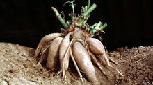 Yacon Propagation Crown Cuttings (Smallanthus sonchifolius) Organically grown Yakon - Yacón - Peruvian Ground Apple - Bolivian Sunroot Sunchoke